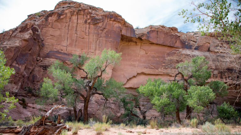 Green trees grow beneath a high sandstone wall in Horseshoe Canyon.