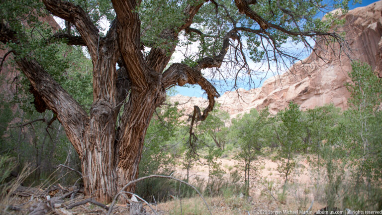 A gnarled tree frames dense shrubs and a sunlit sandstone canyon wall.