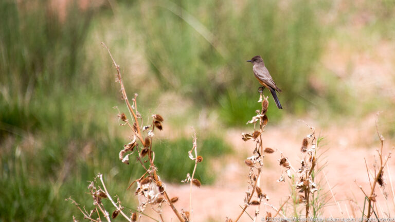 A small gray-brown bird perches on a dried stem against blurred green vegetation.