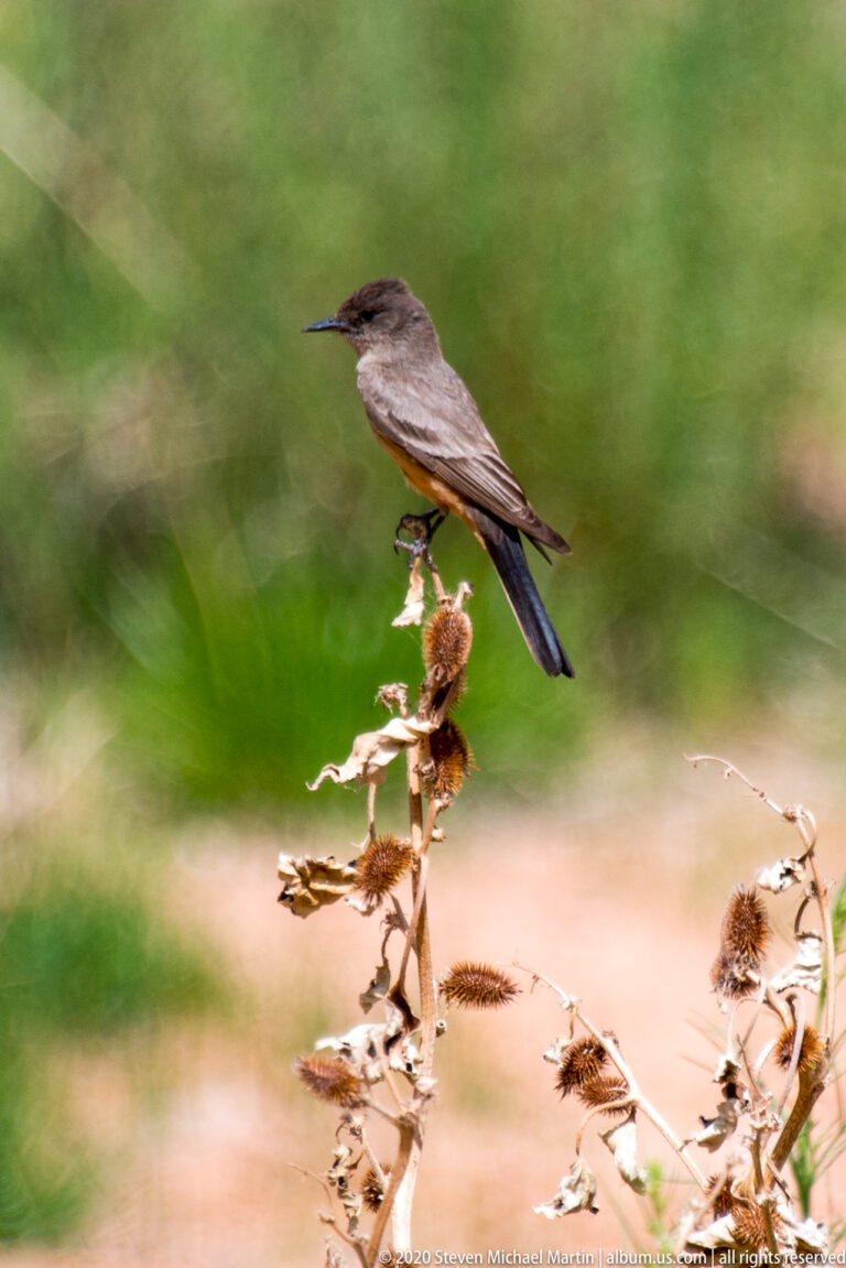 A gray-brown bird in profile grips a dried plant against a blurred green background.
