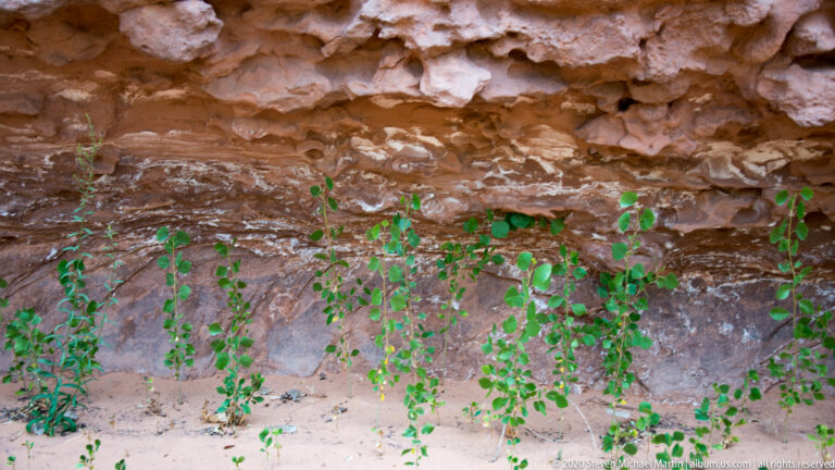 Leafy shoots grow on sandy ground beneath a shallow, scalloped sandstone overhang.