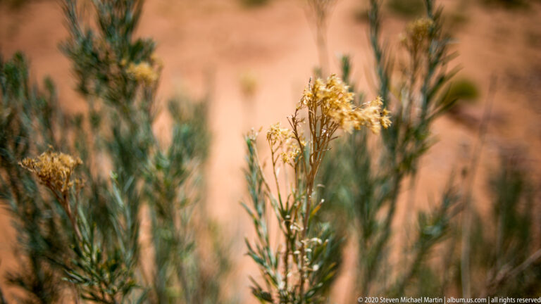 A slender plant with yellow blossoms rises among narrow gray-green stems against a blurred tan background.