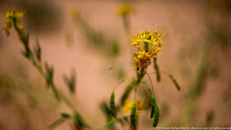 A small yellow flower with fine petals and several buds stands on a thin stem against a blurred background.