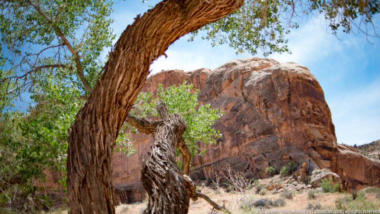 A twisted tree trunk arches across the foreground, framing a rounded sandstone outcrop and leafy branches.