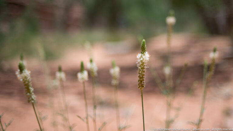 A central white flower spike stands in focus among blurred flowering stalks and sandy desert vegetation.