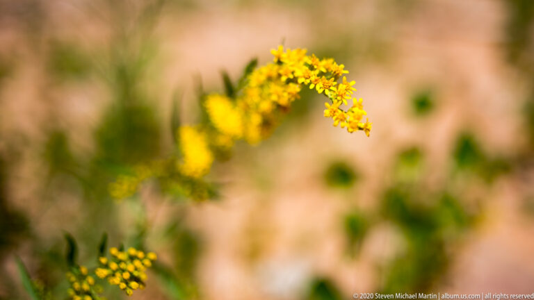 Small yellow flowers cluster along a curved green stem against a softly blurred sandy background.