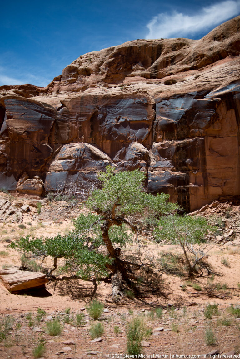 A spreading green tree stands on sandy ground before a dark layered sandstone cliff and blue sky.