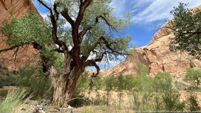 A mature cottonwood tree grows beneath a sandstone canyon wall, surrounded by grasses and shrubs.
