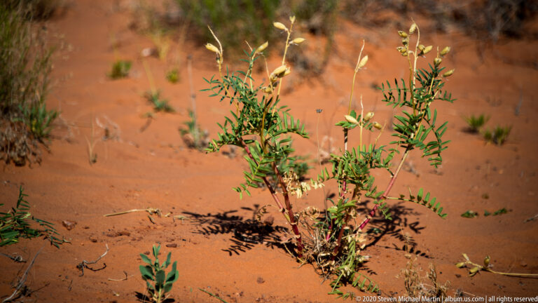A narrow-leaved shrub with pale buds grows alone on a red sandy slope.