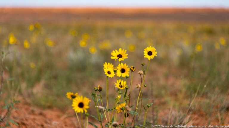 Yellow daisy-like flowers with dark centers stand above dry grass against a softly blurred field.