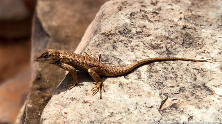 A brown lizard stretches across a pale rock, with its head facing left and long tail extending right.