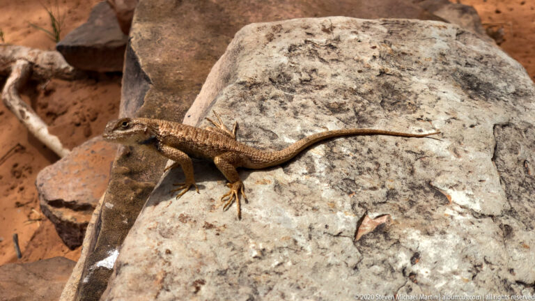 A brown lizard stands on a pale slab amid angular sandstone rocks, its tail curving to the right.