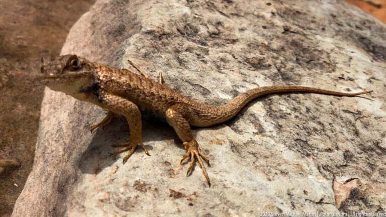 A close view shows a mottled brown lizard on pale sandstone, with its head turned left and tail stretched behind.