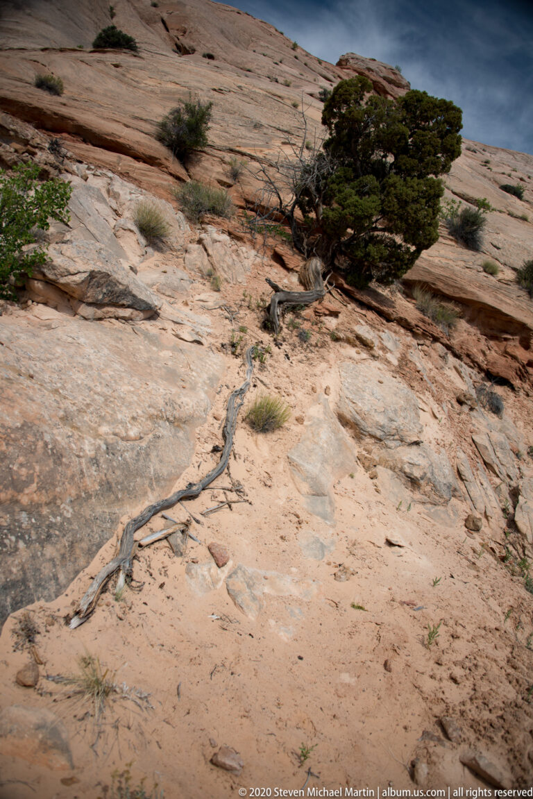 A dark juniper grows between pale sandstone slabs, with a long branch extending down the rocky slope.