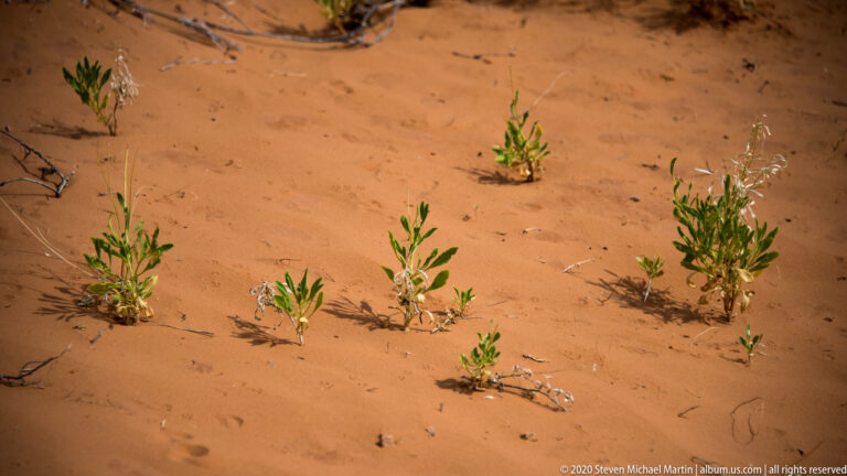 Small green plants grow in sunlit orange sand.
