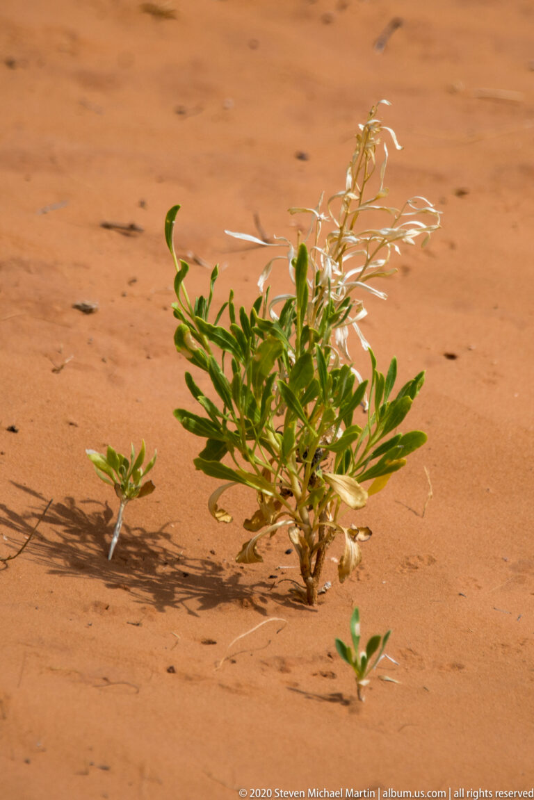 A green shrub and smaller plants stand in orange sand.