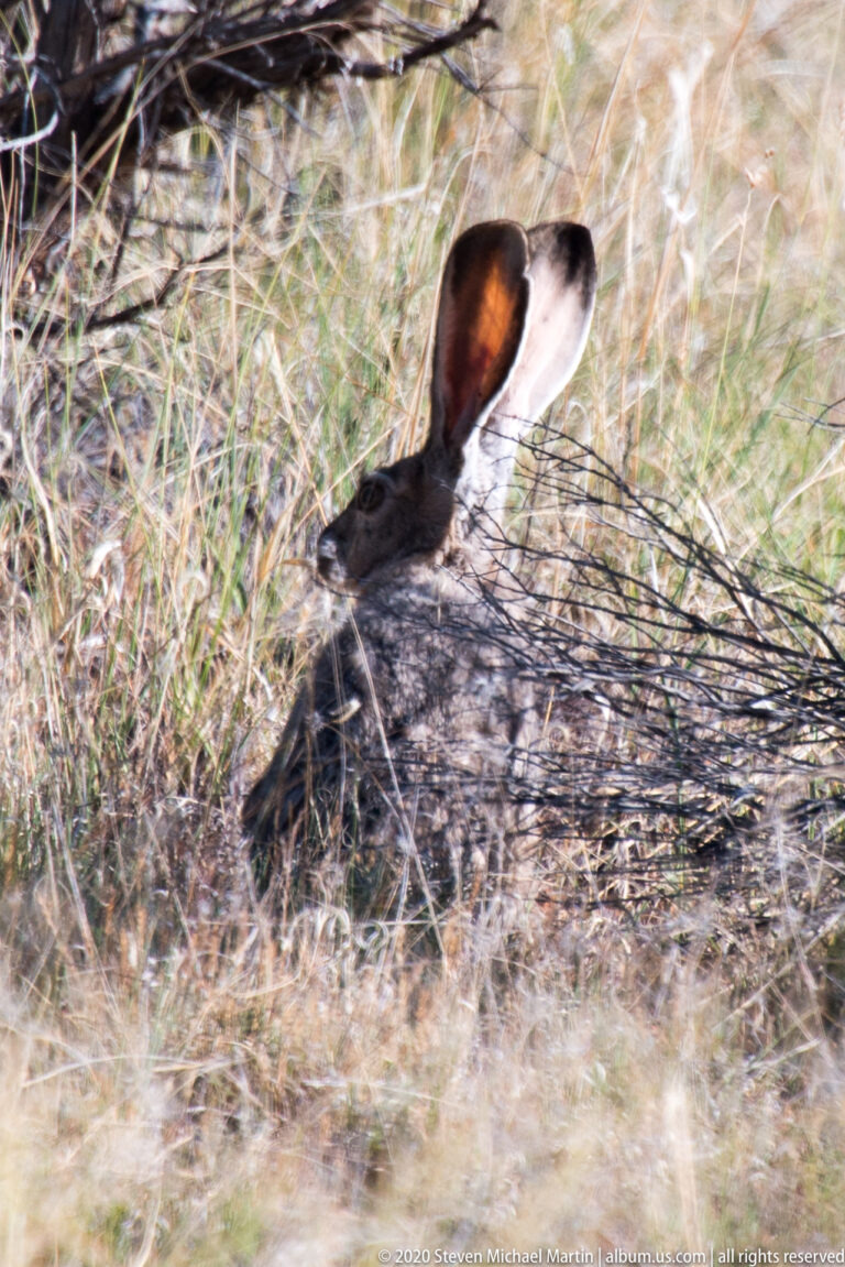 A small dark mammal peers through dry grass, showing one long ear and a reflective eye.