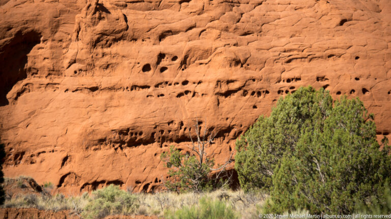 Small dark cavities and recesses mark a red sandstone cliff above grasses and a green shrub.