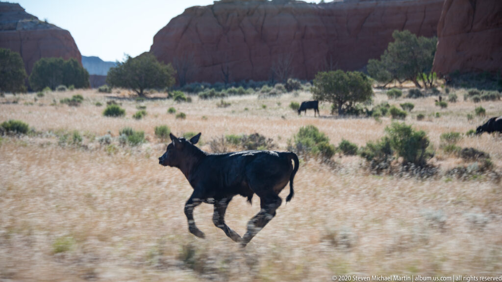 A black calf runs through dry grass below a red cliff, with another animal in the distance.