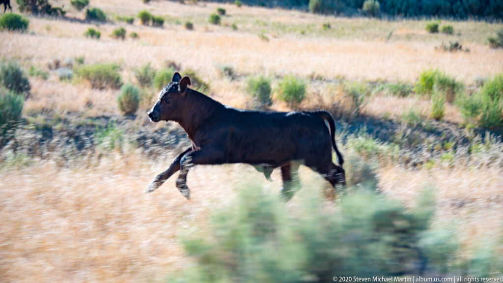 A black calf runs left through golden grass, its legs and background blurred by motion.