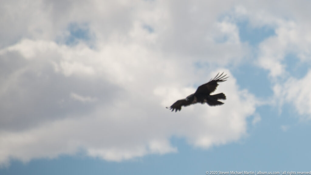 A dark bird glides with wings spread across a cloudy Colorado sky.
