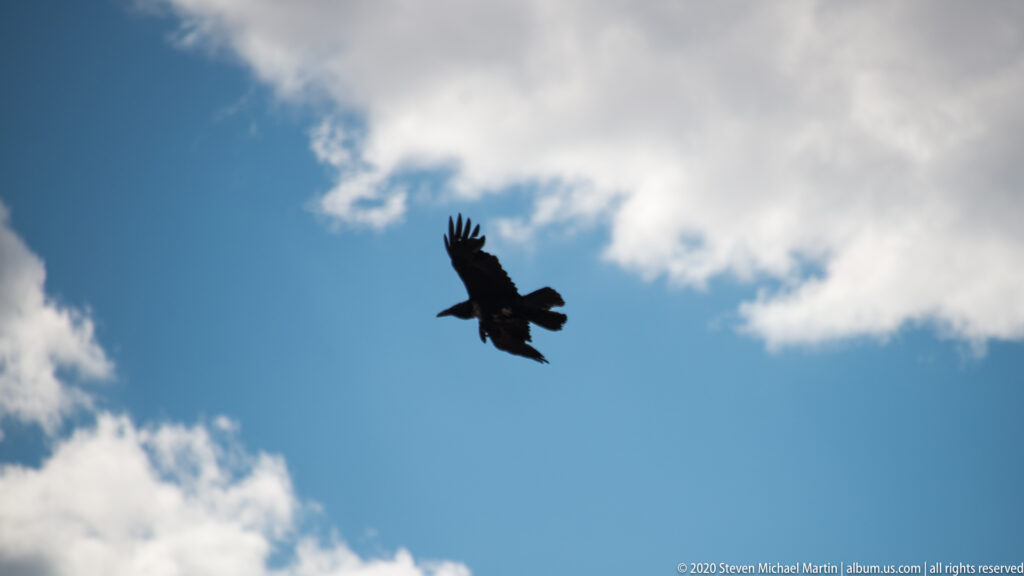 A dark bird banks across blue sky and white clouds with its wings angled upward.