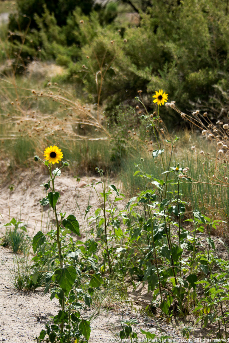 Two yellow dark-centered flowers rise above green leaves beside a sandy path.