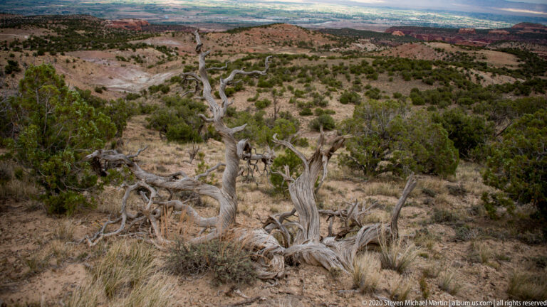 A pale twisted juniper trunk stands among shrubs above a distant canyon valley.