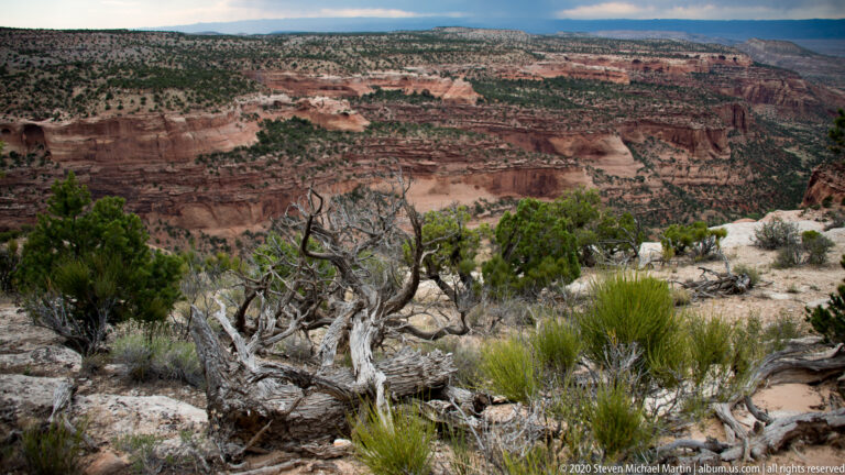 A bleached juniper frames red canyon walls and scrub-covered slopes from the rim.