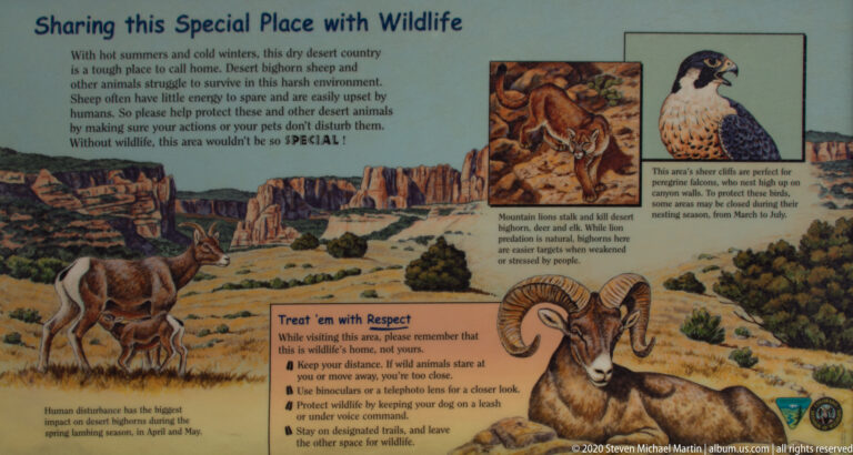 A wildlife sign shows bighorn sheep and other animals above visitor guidance for respectful viewing.
