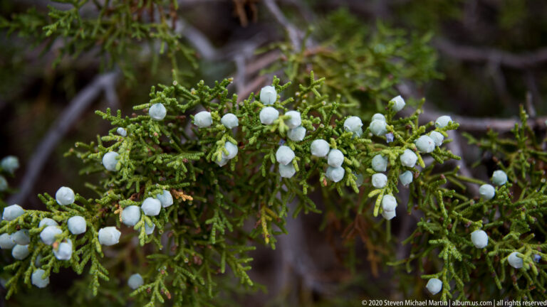 Green juniper sprays hold clusters of pale blue seed cones against a softly blurred wooded background.