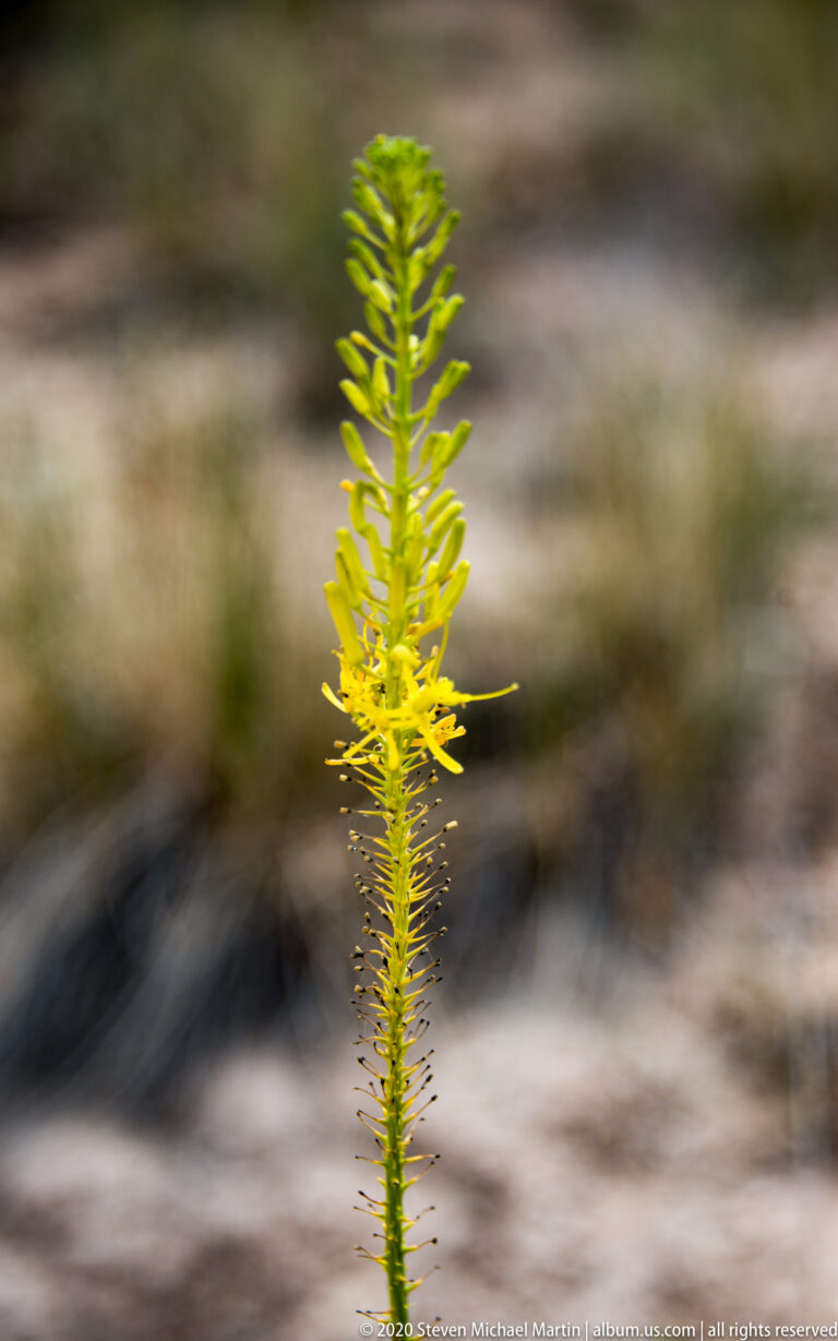 A slender green stalk with spiraling narrow leaves stands against a softly blurred desert floor.