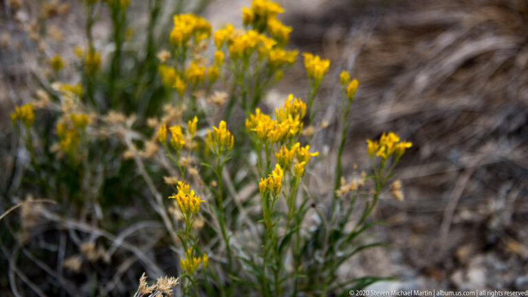Small yellow flowers cluster on branching stems against a softly blurred shrubland background.