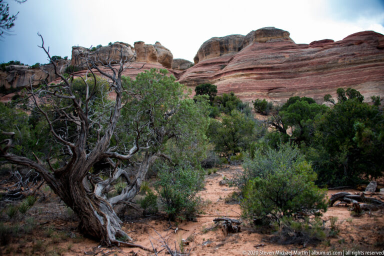 A sandy path runs past a gnarled juniper and shrubs toward layered sandstone cliffs.