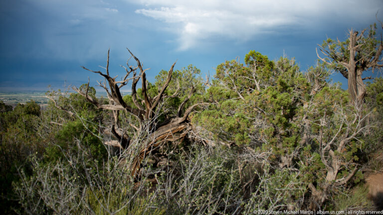 Weathered dead branches rise among dense shrubs with a distant canyon and storm clouds.