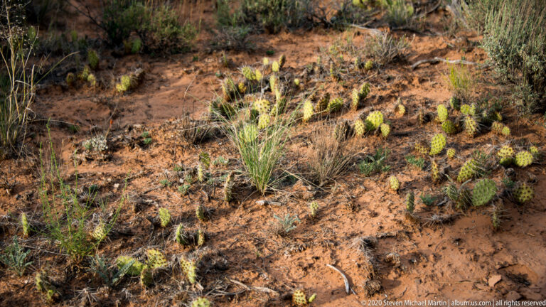 A patch of prickly pear cactus and bunchgrass grows in red sandy soil among scattered stones and low desert shrubs.