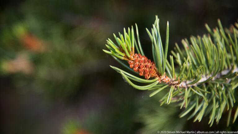 A pine twig with long green needles and orange-red pollen cones fills the foreground against a softly blurred woodland background.