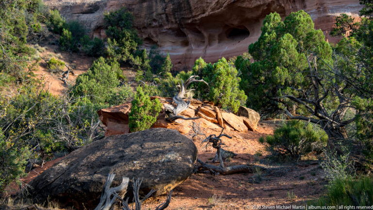 A fallen tree and branching limbs rest among shrubs and boulders below a sandstone overhang.