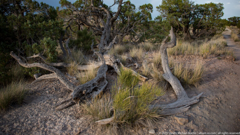 A weathered fallen tree spreads pale branches across sandy ground among grasses, shrubs, and standing trees.