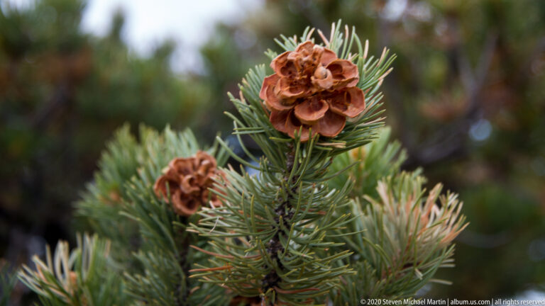 Brown open cones sit among long green needles on a conifer branch.