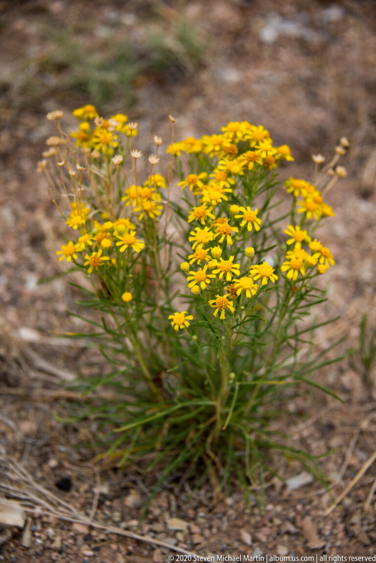Golden flower clusters rise on narrow stems from a sandy, sparsely vegetated slope.
