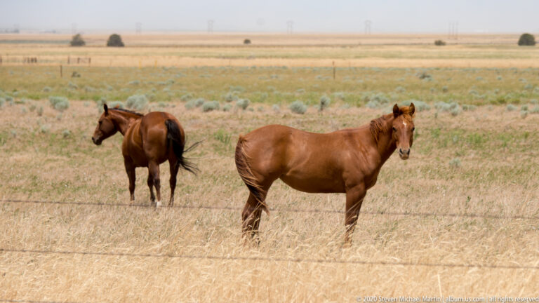 Two brown horses stand in dry grass behind a wire fence, with utility poles along the distant horizon.