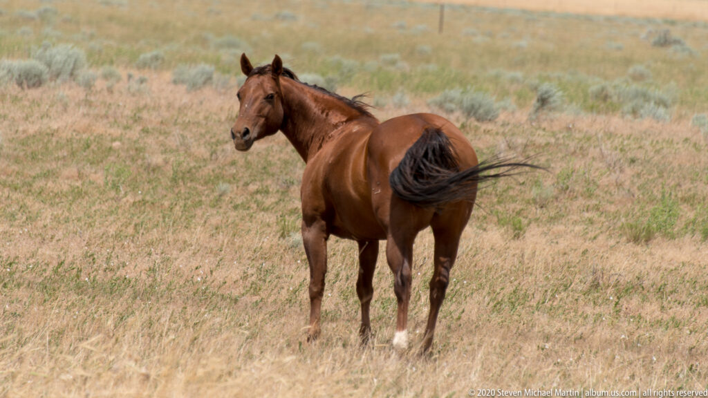 Chestnut horse with dark mane stands in tawny grass and turns its head toward the viewer.