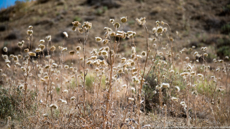 Pale tufted seed heads rise on thin stalks across a dry meadow with a blurred background.