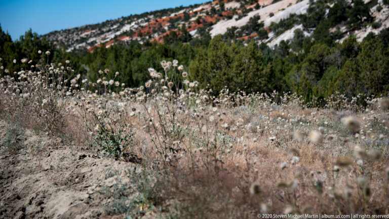 Pale clustered flowers cover a rocky slope below junipers and a white-and-red ridge.