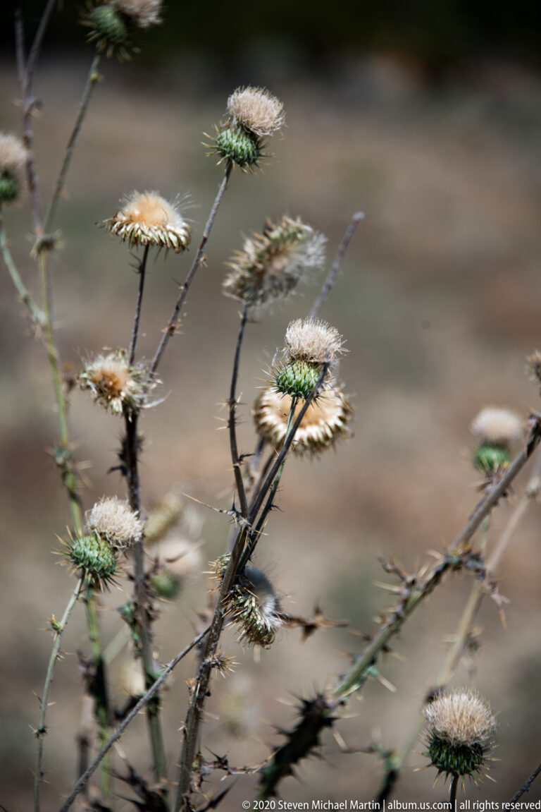Spiky pale seed heads branch from slender dark stems against a blurred desert background.