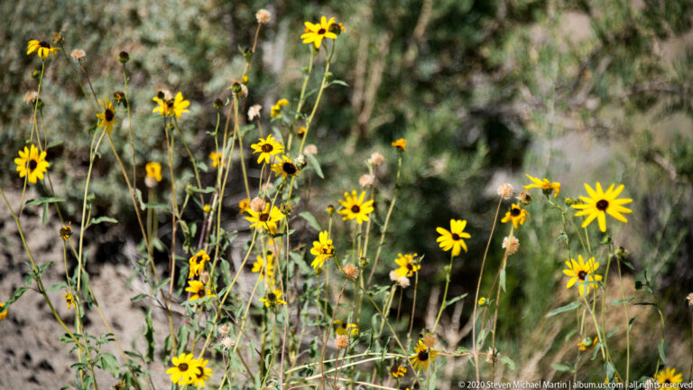 Yellow dark-centered flowers rise above grasses and sagebrush on a softly blurred slope.