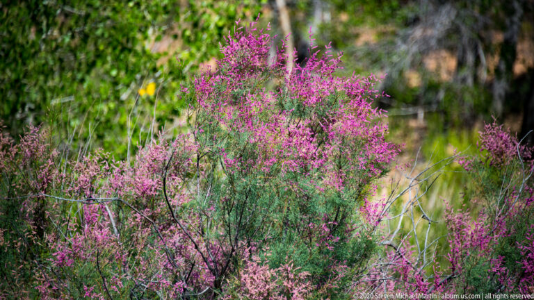 Magenta flower clusters grow among green leaves and stems in a softly lit woodland understory.