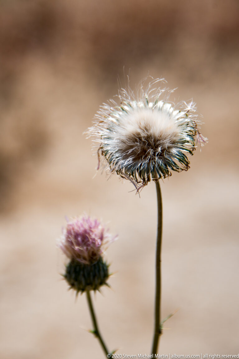 Two dried flower heads, one pale and one purple-brown, rise on slender stems against a blurred background.