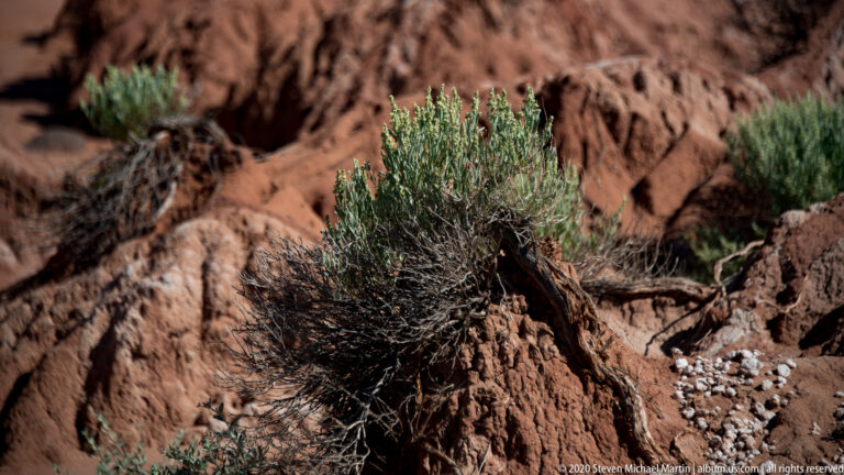 A gray-green desert shrub grows among stones against a blurred red sandstone slope.